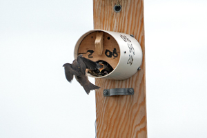 Purple Martin